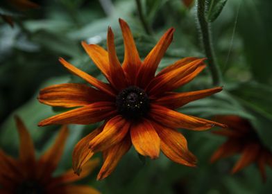 Rudbeckia Gloriosa Daisy