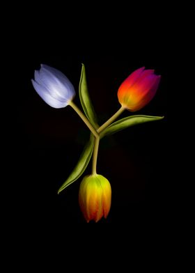 three Tulips