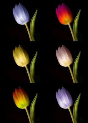 more Tulips