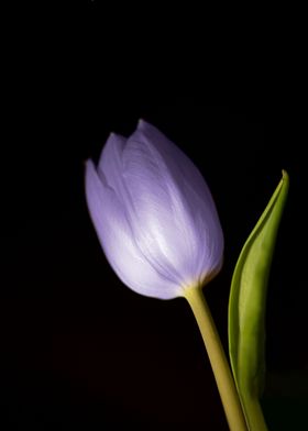 blue Tulip