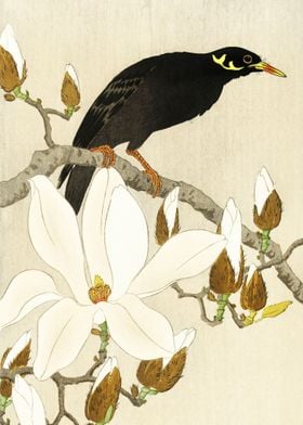 Myna on Magnolia Branch