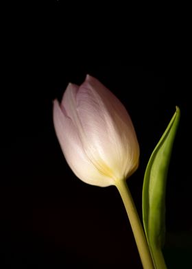 pink Tulip