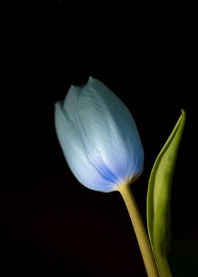 another blue Tulip