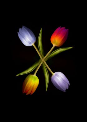 three Tulips