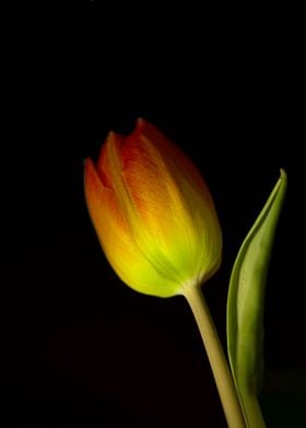 orange Tulip