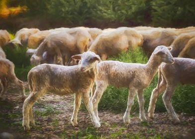 Flock of Lambs