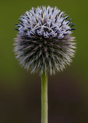 Ball thistle