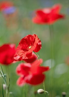 Red field poppy in meadow