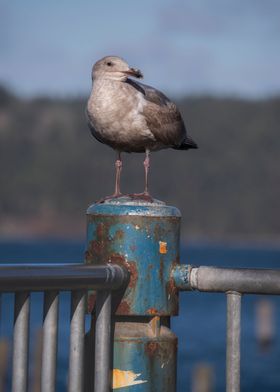 Seagull portrait 