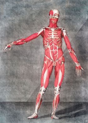 Anatomical Human Body III