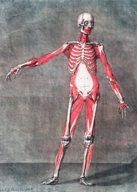 Anatomical Human Body II