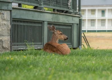 Cooling down deer