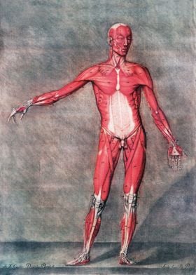 Anatomical Human Body I