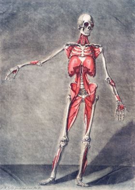 Anatomical Human Body IV