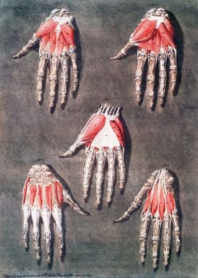 Anatomical Hands 