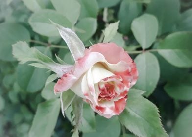 Faded pink rose bud 