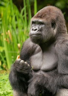 dem Gorilla schmeckts