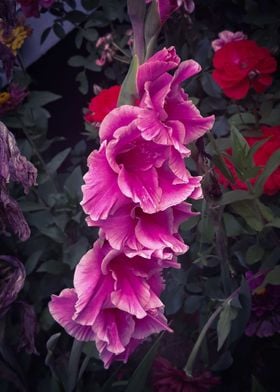 Pink gladiola garden