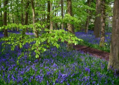 Spring Landscape