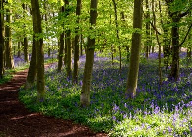 Spring Landscape