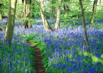 Spring Landscape