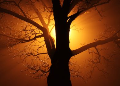 A tree at dawn