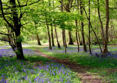 Woodland Path