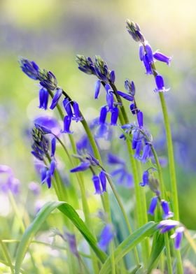 Blue Bells