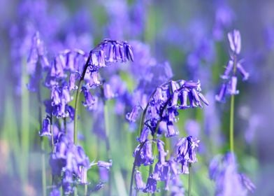 Blue Bells