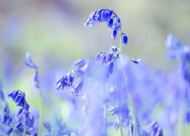 Blue Bells