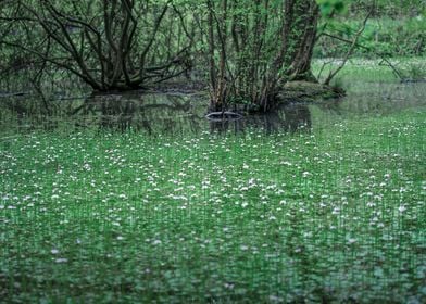 Fairy Tails Landscape