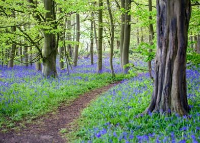 Spring Landscape