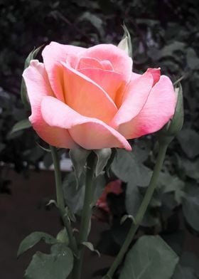 Vintage pink rose flower