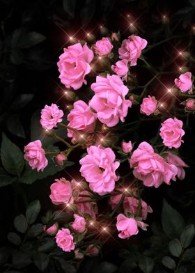 Shiny Pink Roses 