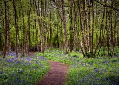 Blue Bells Path