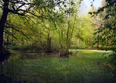 Fairy Tails Landscape