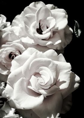 Roses black and white