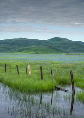 Camas Prairie