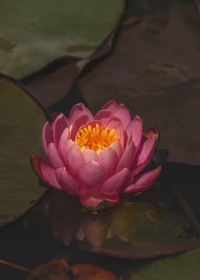 Water lily flower