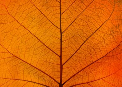 Autumn orange leafe veins