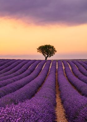 Sunset at lavender field
