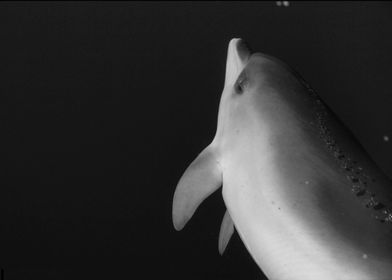 Baby dolphin black white
