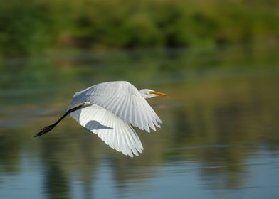 Egret Motion Blurr