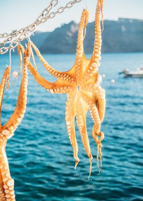 Orange Octopus Greece
