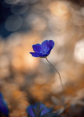 Purple macro flower,garden