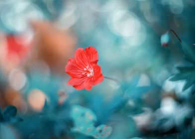 Red flowers, garden, macro