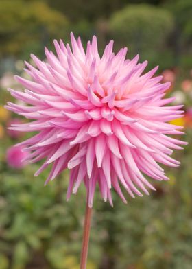 Pink Dahlia