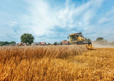 Yellow combine harvester