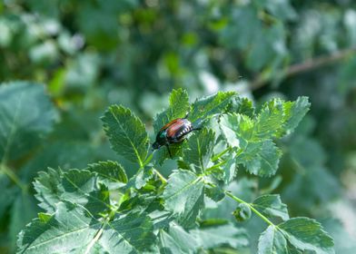 Leaf Beetle 