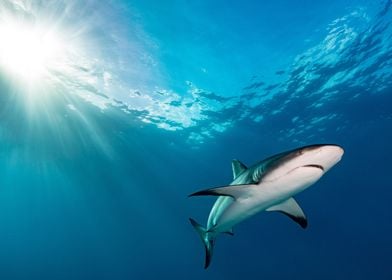 Grey reef shark 